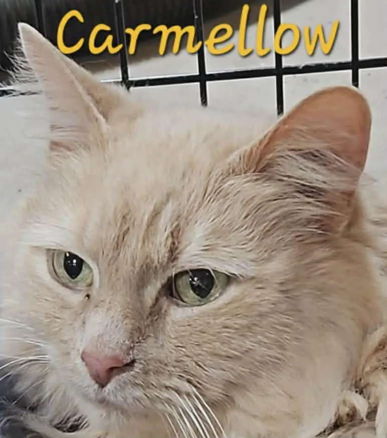 A young medium-sized male Domestic Long Hair cat named Carmellow for adoption in Cloquet, MN