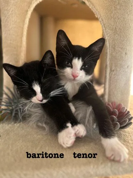A baby small-sized male Black & White / Tuxedo Domestic Short Hair cat named Baritone & Tenor for adoption in Brooklyn, NY