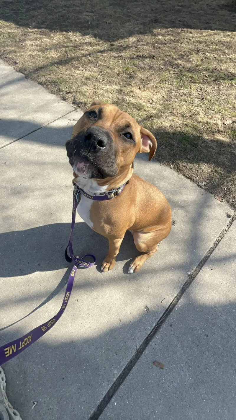 A young medium-sized female Golden Boxer dog named Rosie for adoption in Sheboygan, WI