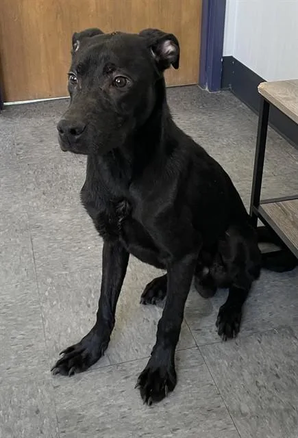 An adult small-sized male Labrador Retriever dog named Niko for adoption in Casper, WY