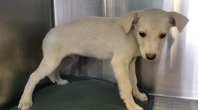 A baby small-sized male Siberian Husky dog named Mayonnaise for adoption in Lancaster, CA