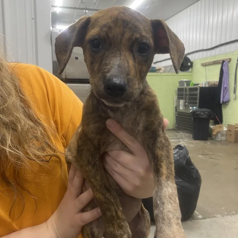 A baby small-sized female Mixed Breed dog named Louise for adoption in Corbin, KY
