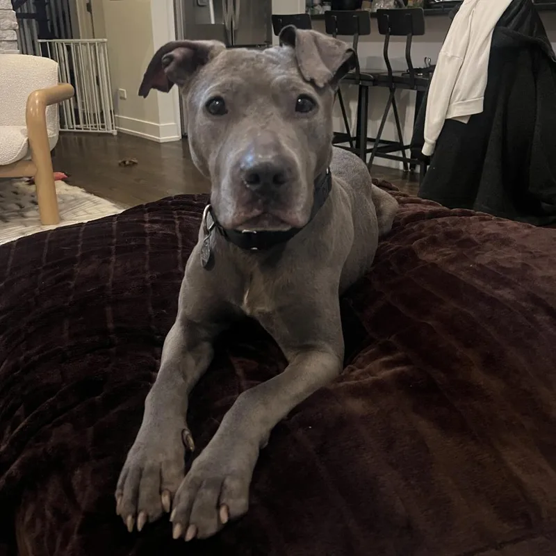 Toaster Strudel thumbnail 2