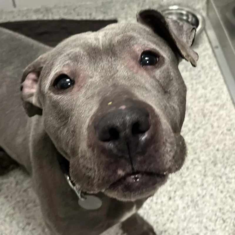 Toaster Strudel thumbnail 3