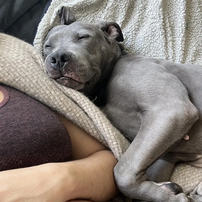 Toaster Strudel thumbnail 4