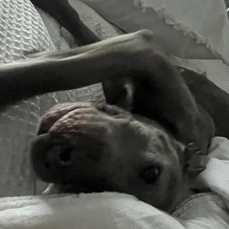 Toaster Strudel thumbnail 5