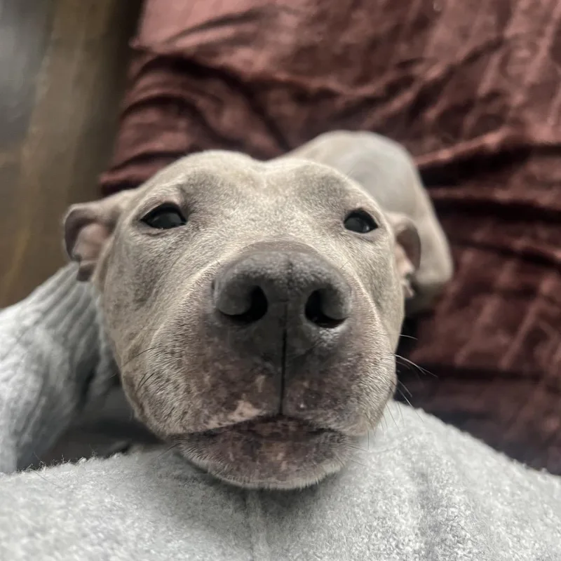 Toaster Strudel thumbnail 6