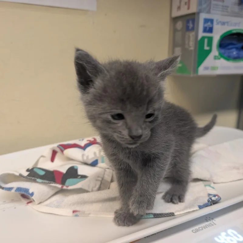 A baby small-sized male Domestic Short Hair cat named Rijkaard for adoption in Los Angeles, CA