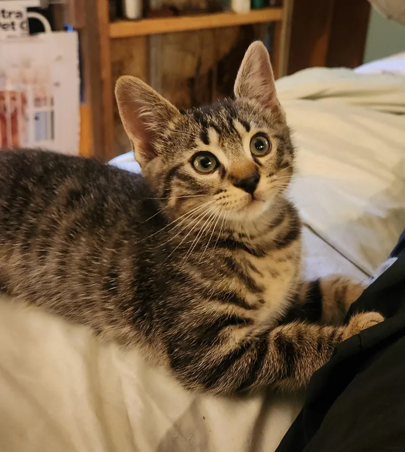 A baby small-sized male Tabby (Brown / Chocolate) Domestic Short Hair cat named Rascal for adoption in Rock Spring, GA