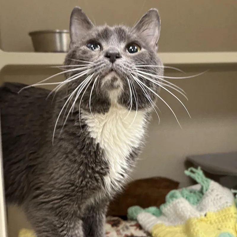 Little Man thumbnail 3