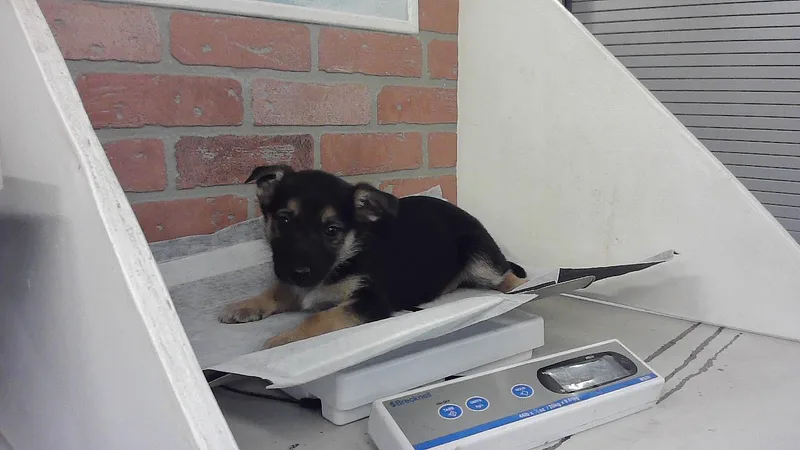 A baby small-sized male Labrador Retriever dog named Sterling for adoption in Houston, TX