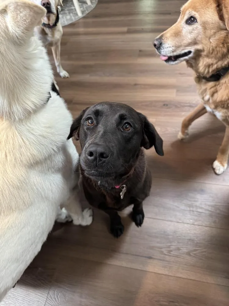 An adult medium-sized female Black Labrador Retriever dog named Paris for adoption in Elkhart , IN