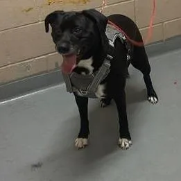 An adult large-sized female Black Labrador Retriever dog named Luna for adoption in Tacoma, WA