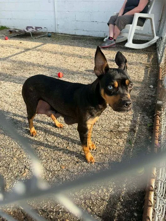 A young medium-sized female Brown / Chocolate Miniature Pinscher dog named Honey for adoption in Mishawaka, IN