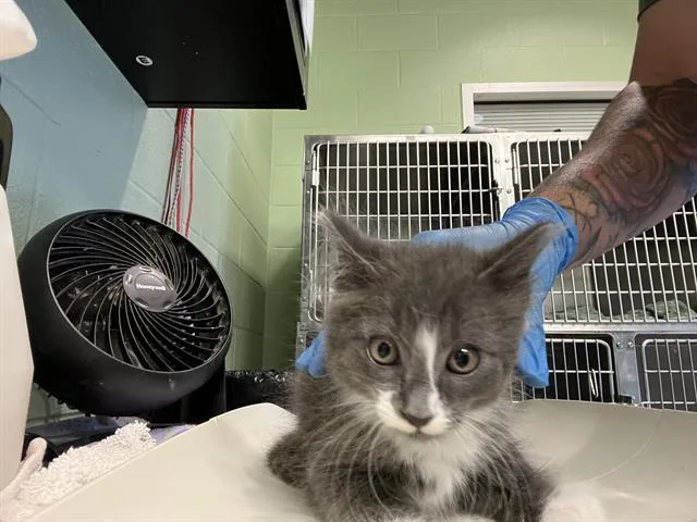 A baby small-sized male Domestic Medium Hair cat named Orion for adoption in Grand Prairie, TX
