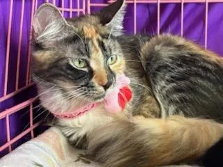 A young medium-sized female Domestic Long Hair cat named Marmalade for adoption in Ozone Park, NY