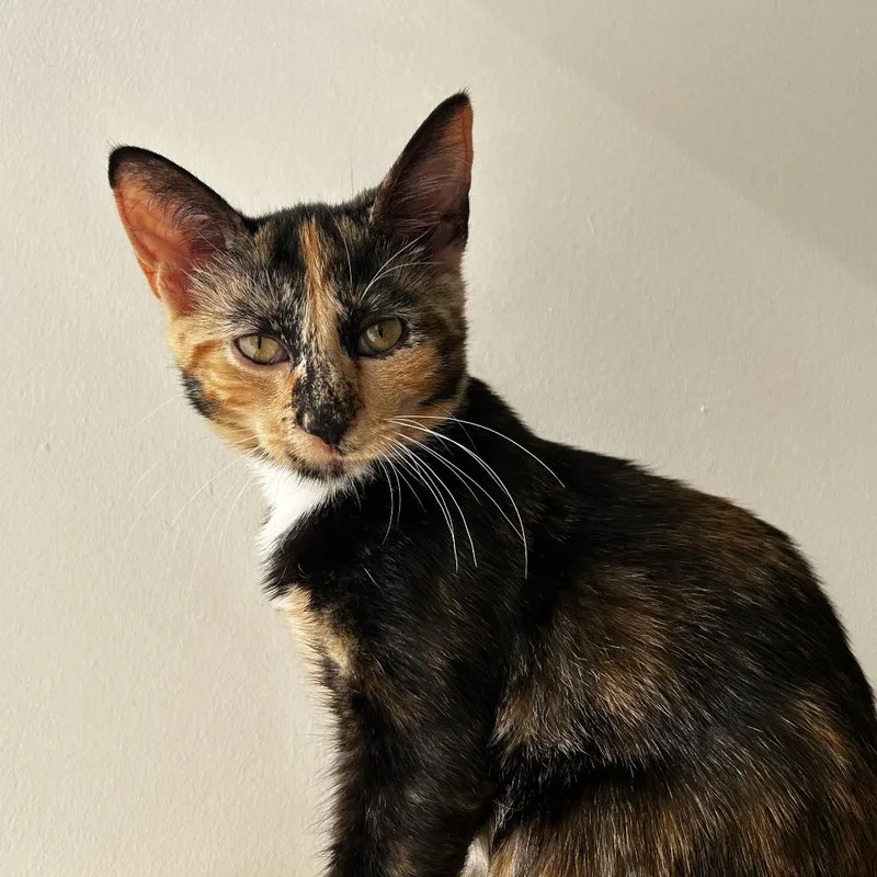 A baby medium-sized female Calico Domestic Short Hair cat named Romaine for adoption in Evanston, IL
