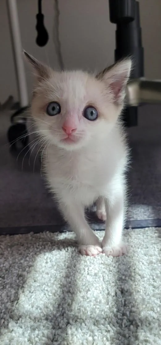 A young small-sized male Domestic Short Hair cat named Zinnia for adoption in Las Vegas, NV