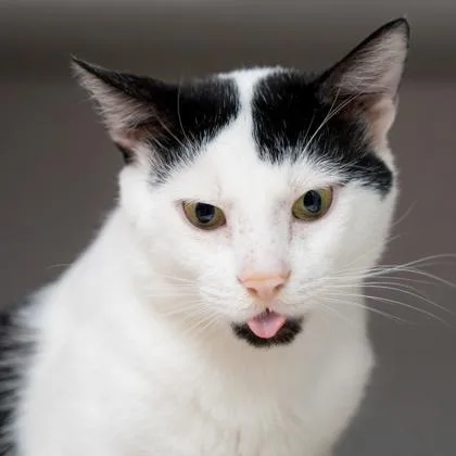 An adult small-sized male Black Domestic Short Hair cat named Sabo for adoption in Atlanta, GA