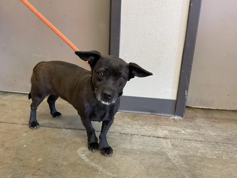 An adult small-sized female Chihuahua dog named Fifi for adoption in Ontario, CA