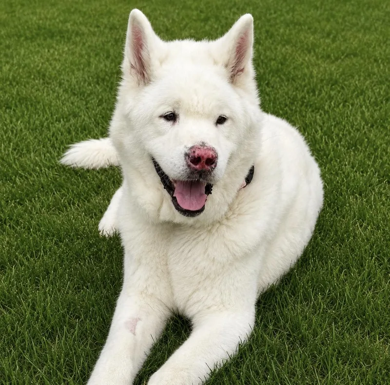 A senior extra large-sized male Akita dog named Kuma for adoption in Syracuse, NY
