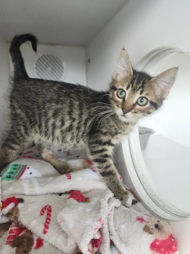 A baby small-sized male Domestic Short Hair cat named Spencer for adoption in Sapulpa, OK