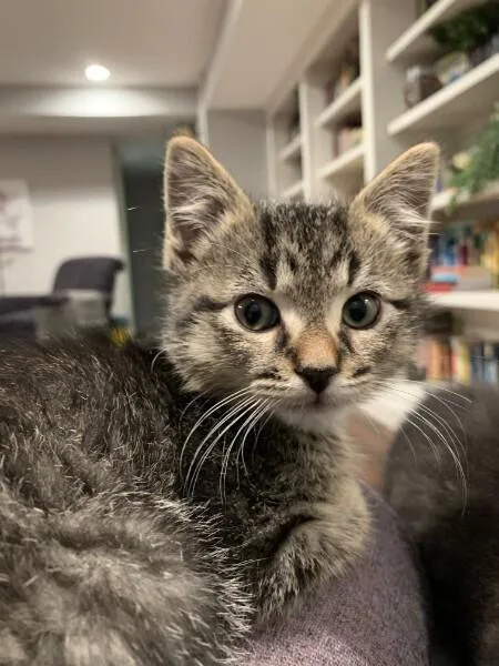 A baby small-sized male Tabby (Brown / Chocolate) Domestic Short Hair cat named Hugh for adoption in Anoka, MN
