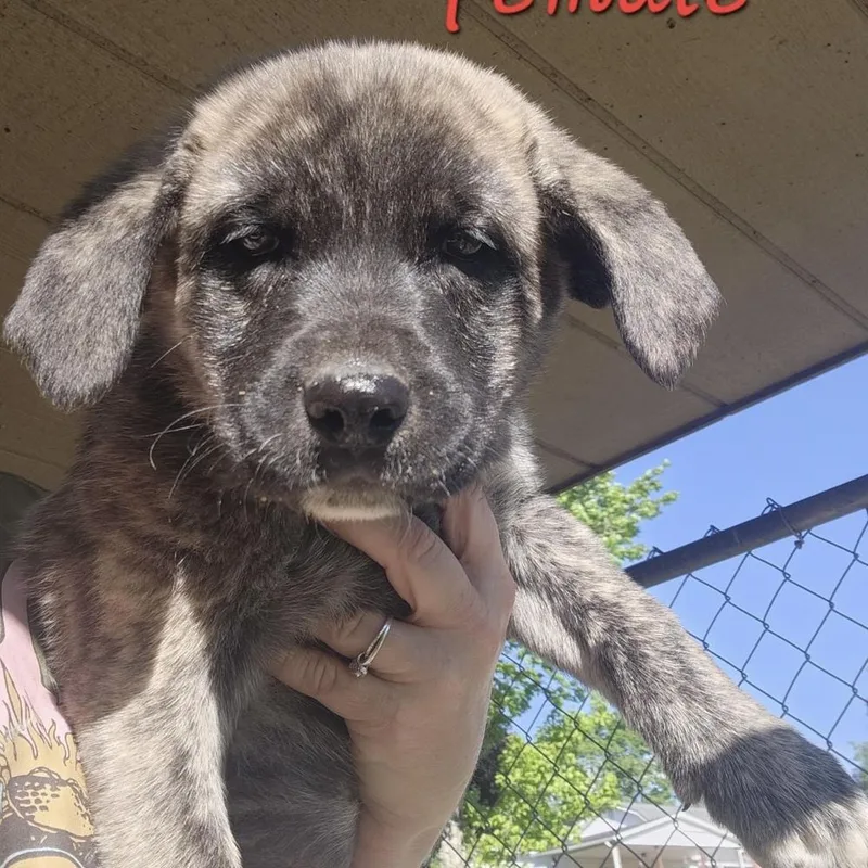 A baby large-sized female Shepherd dog named Aad Upcoming Arrival! Poppi for adoption in Armonk, NY
