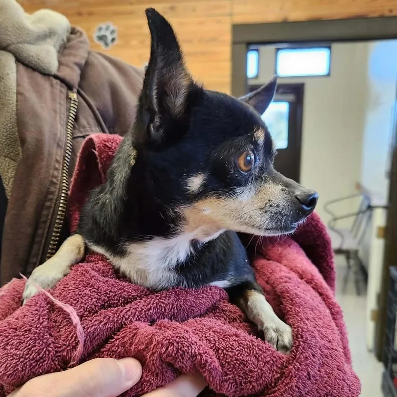 King Julien thumbnail 2