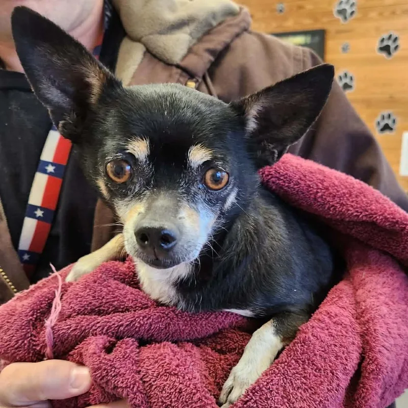 King Julien thumbnail 3