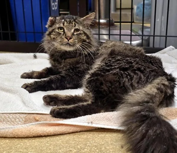 An adult medium-sized male Domestic Medium Hair cat named Barold for adoption in Vancouver, WA