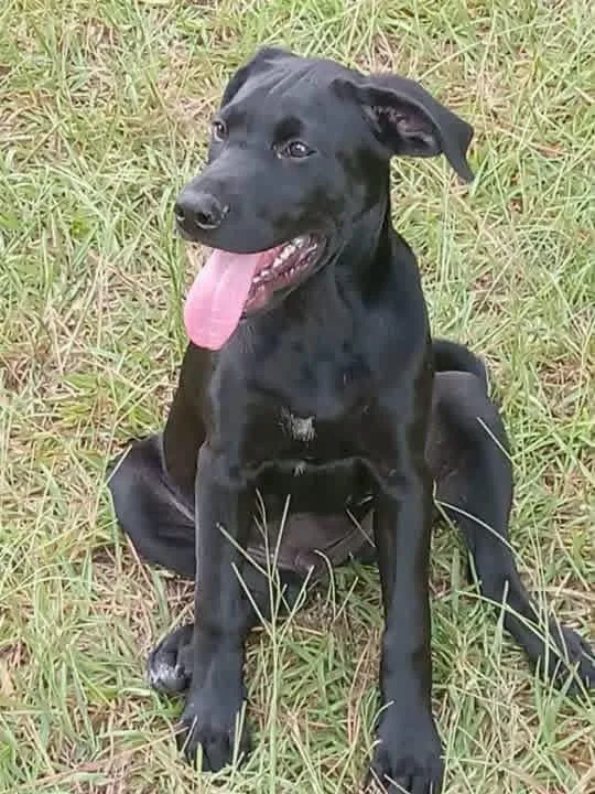A baby medium-sized male Black Labrador Retriever dog named Peeta for adoption in Covington, GA