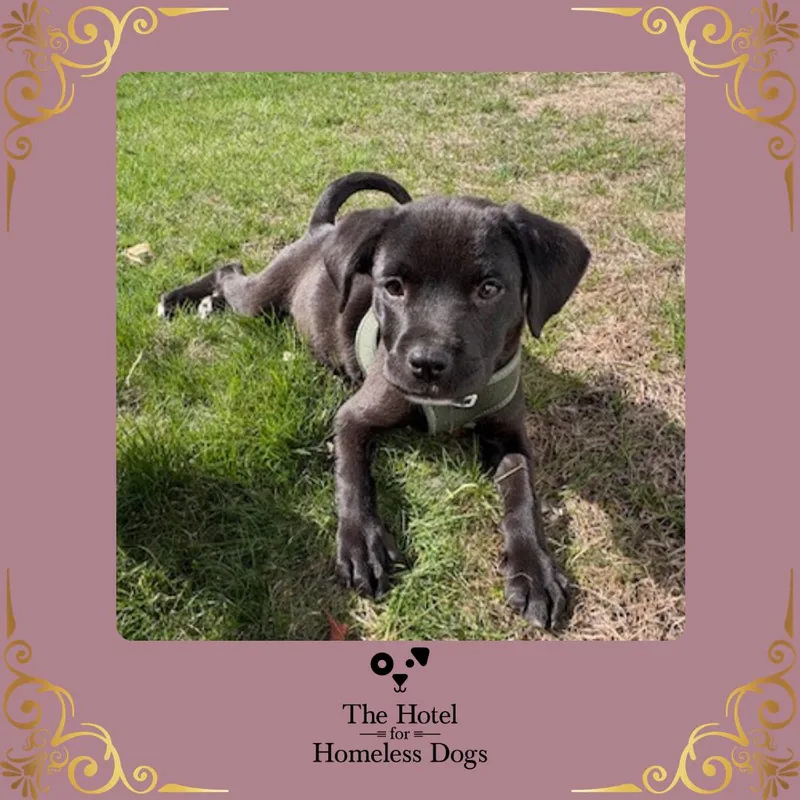 A baby medium-sized female Black Labrador Retriever dog named Black Raspberry for adoption in Cumberland, RI