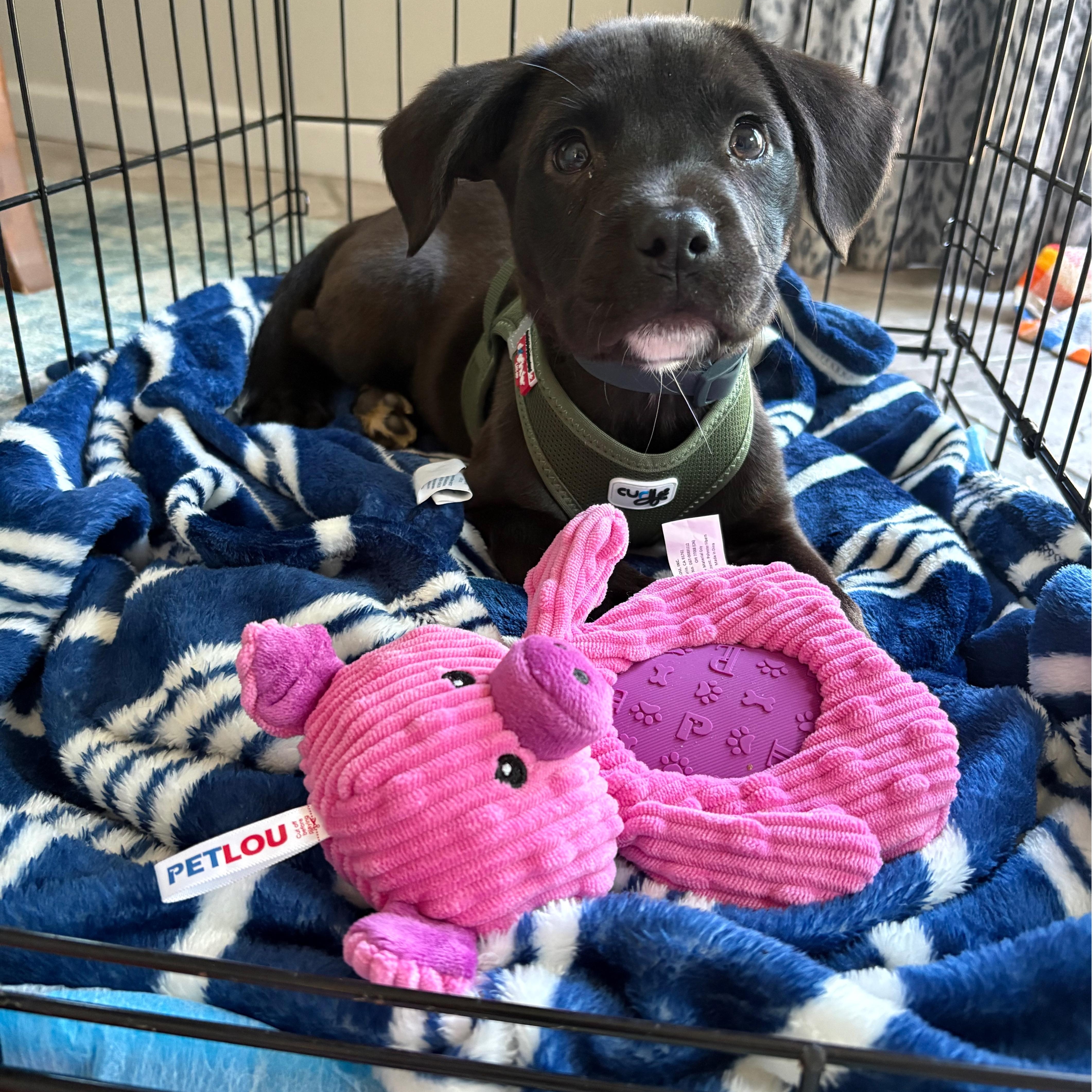 Black Raspberry thumbnail 2