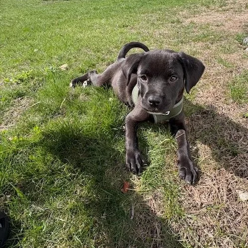 Black Raspberry thumbnail 3