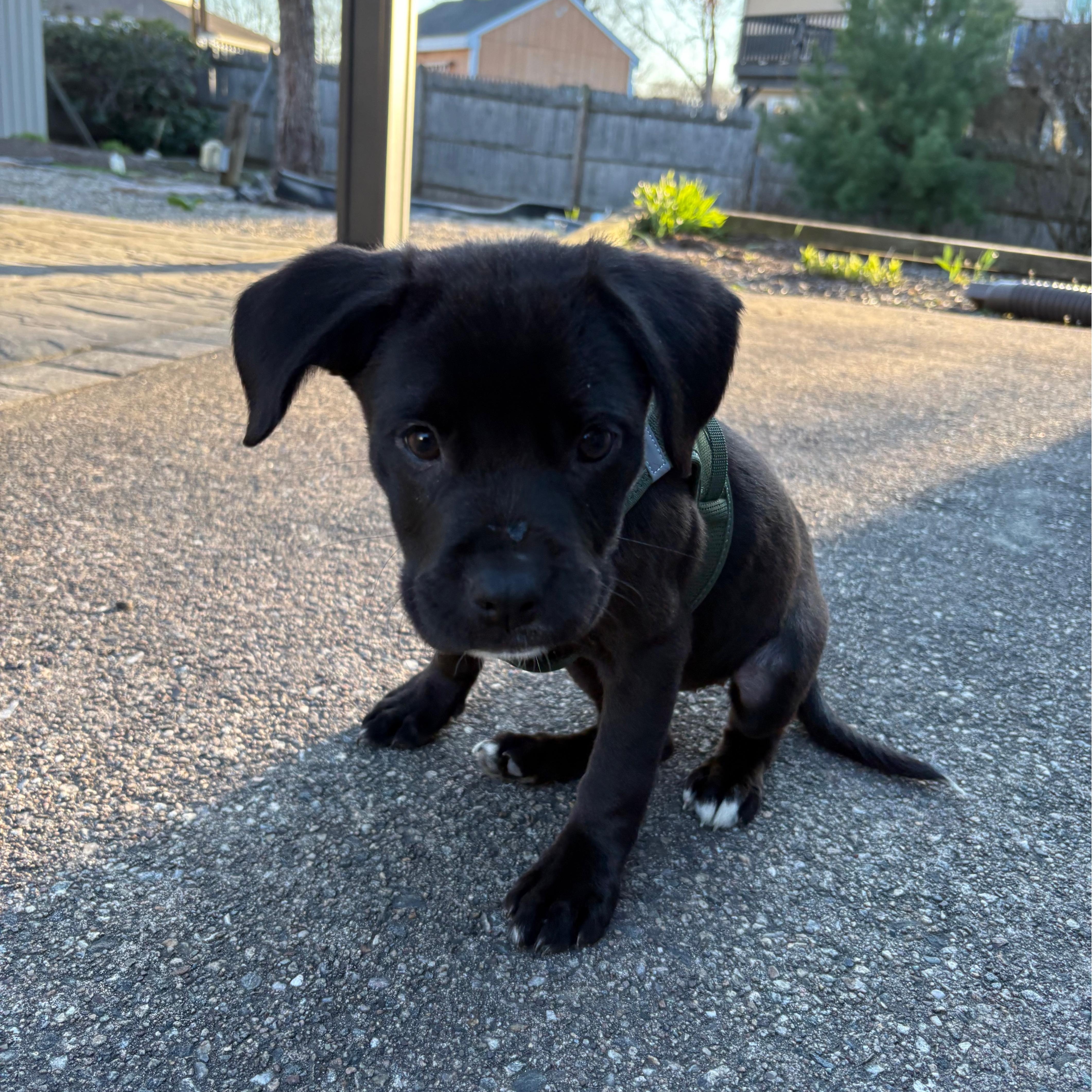 Black Raspberry thumbnail 4