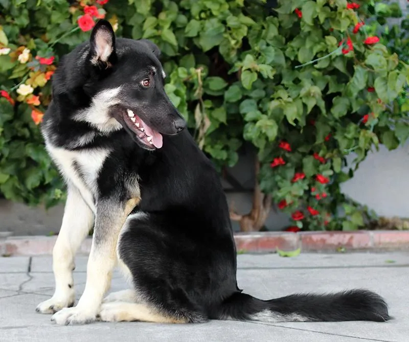 A young large-sized male Black German Shepherd Dog dog named Licorice Von Leiman for adoption in Los Angeles, CA