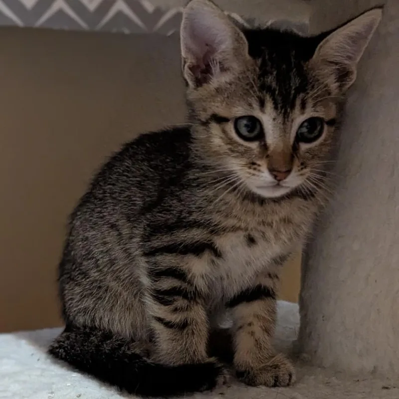A baby small-sized female Tabby (Brown / Chocolate) Domestic Short Hair cat named Juniper for adoption in Liverpool, TX