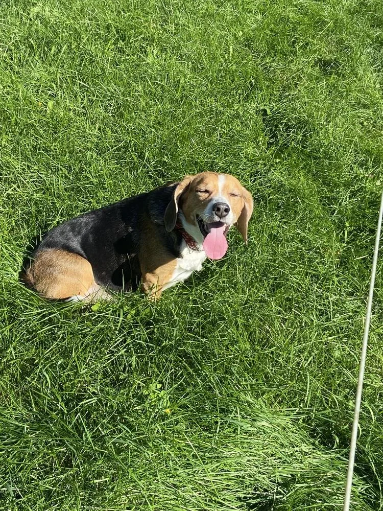 A young medium-sized male Tricolor (Brown, Black, & White) Beagle dog named Max for adoption in Clinton Township, MI