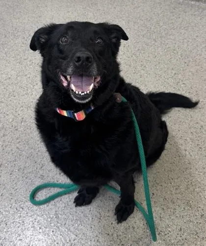 A senior large-sized male Labrador Retriever dog named Moto Moto for adoption in Fishers, IN