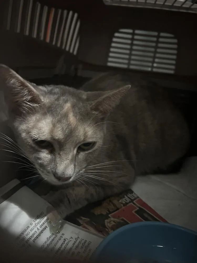 Lulu