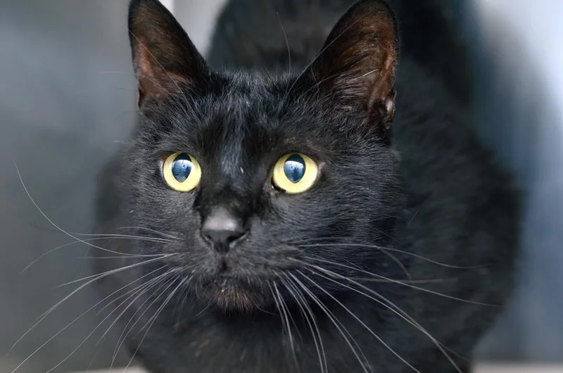 Midnight thumbnail 3