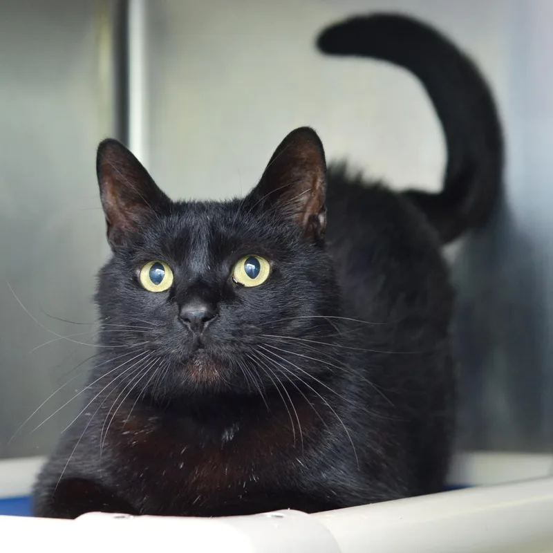 A young large-sized male Black Domestic Short Hair cat named Midnight for adoption in Sanford, FL