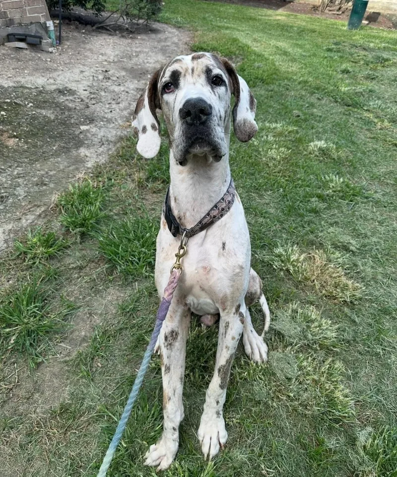 A young extra large-sized male Harlequin Great Dane dog named Dewey for adoption in Austin, TX