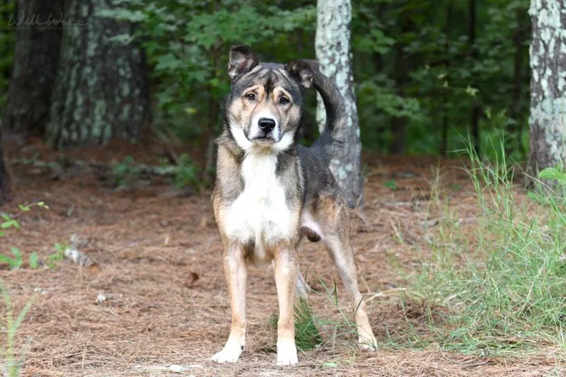 An adult medium-sized male Bicolor Shepherd dog named Stanley for adoption in Monroe, GA