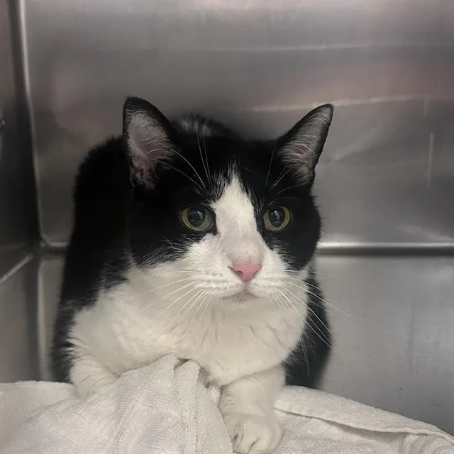 An adult small-sized female Domestic Short Hair cat named Moon for adoption in Centerville, MA