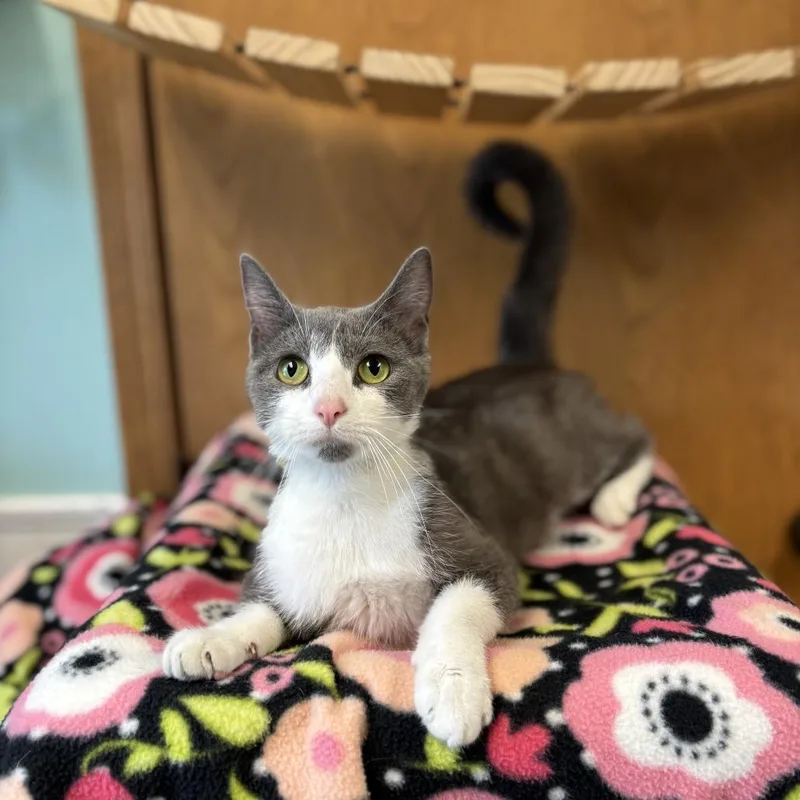A young medium-sized female Gray / Blue / Silver Domestic Short Hair cat named Caledonia for adoption in Fargo, ND