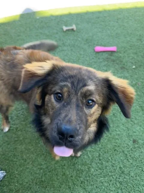 A young medium-sized female Brindle Australian Shepherd dog named Lucia for adoption in Fayetteville, AR