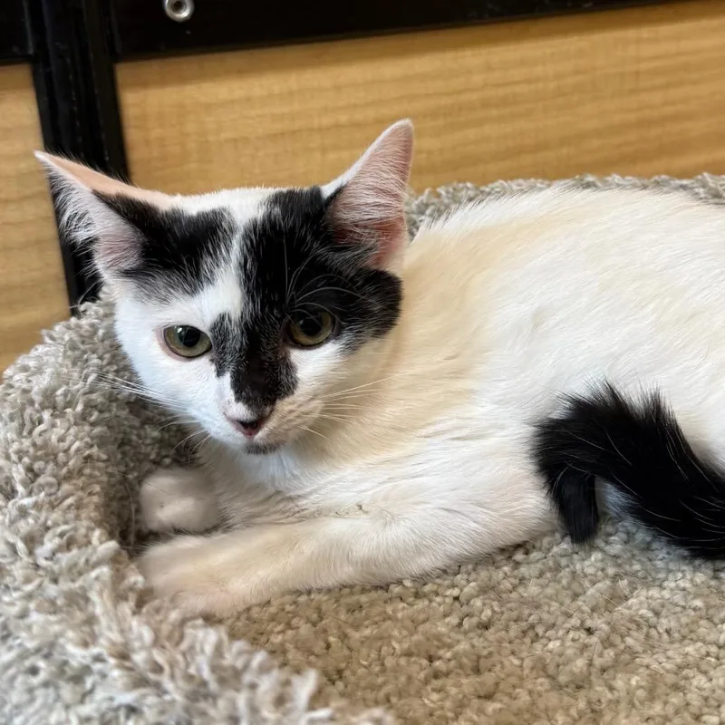 A baby small-sized female White Domestic Short Hair cat named Saturday for adoption in Desert Hot Springs, CA