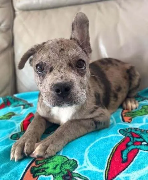 A baby small-sized female French Bulldog dog named Nellie for adoption in Commerce City, CO